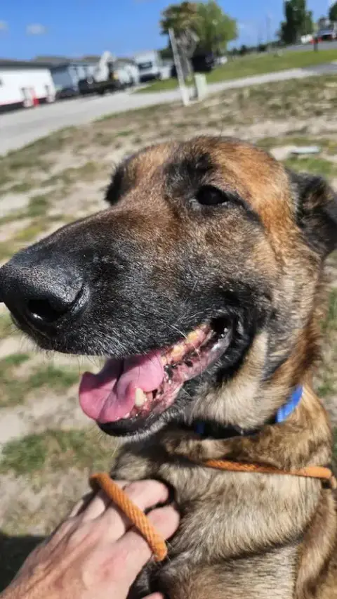 Bolt