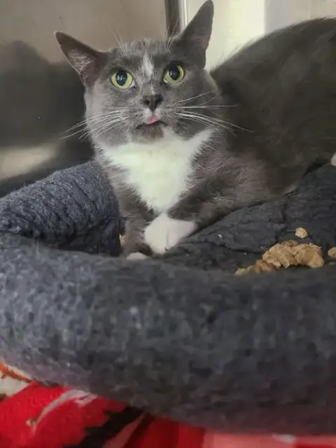Bellatrix *Fiv+* photo 2