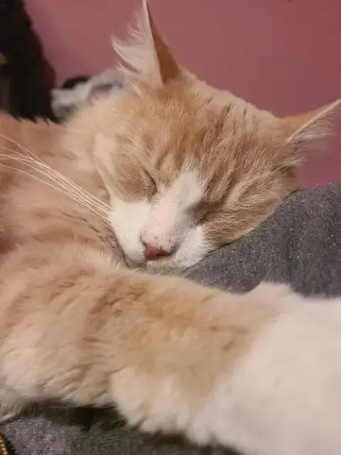 Norbert photo 4