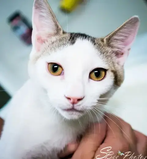 Petey