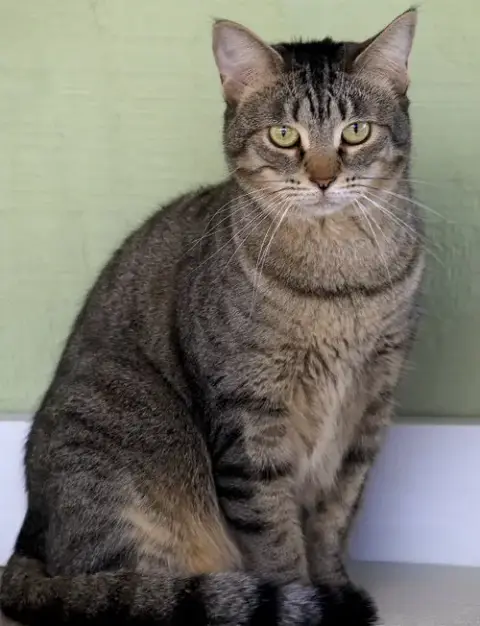 Katie