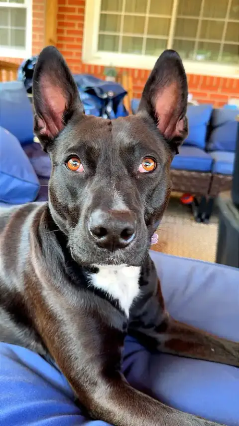 Darla