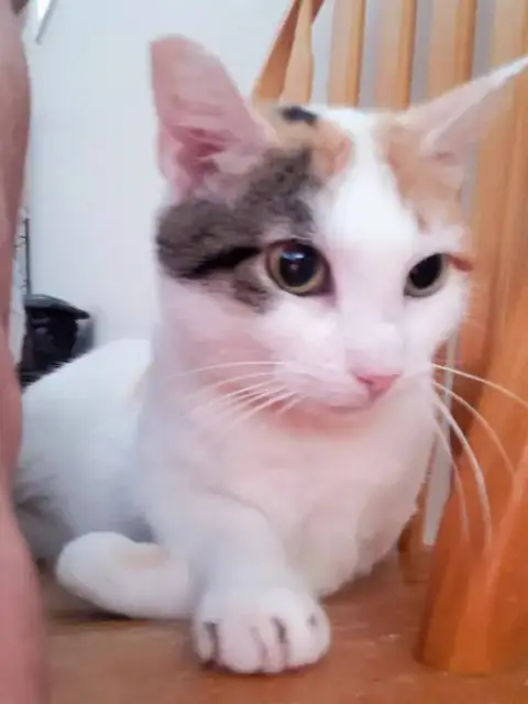 Julieta