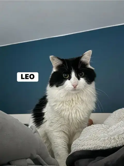 Leo photo 4