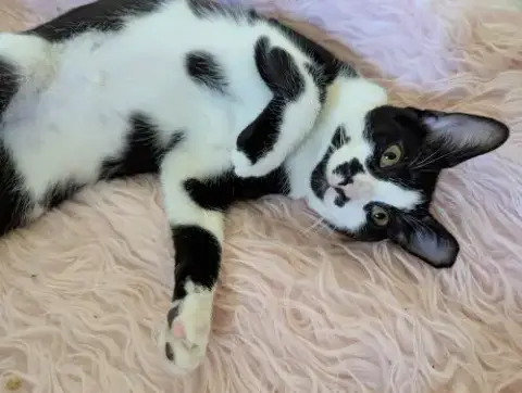 Oreo
