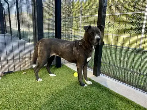Piper