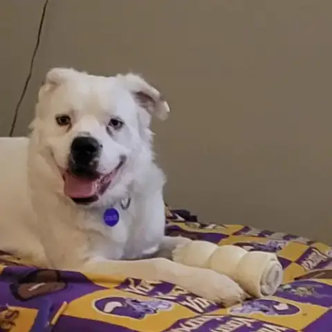 Falcor photo 3