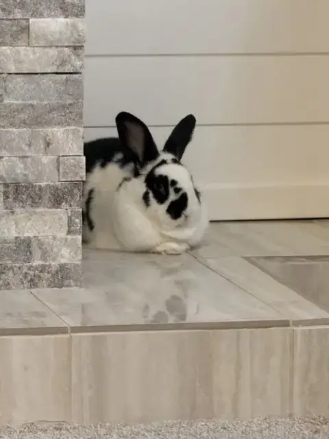 Reggie