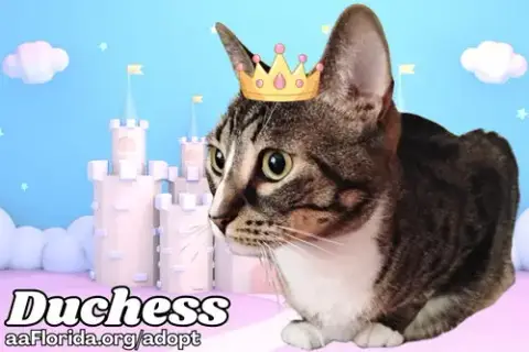 Duchess photo 3