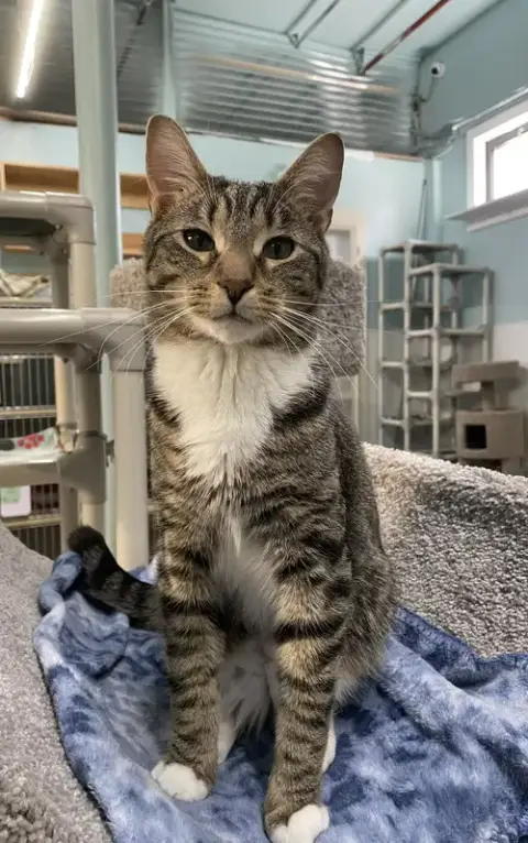 Fig