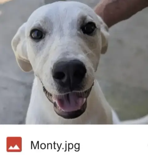 Monty photo 2