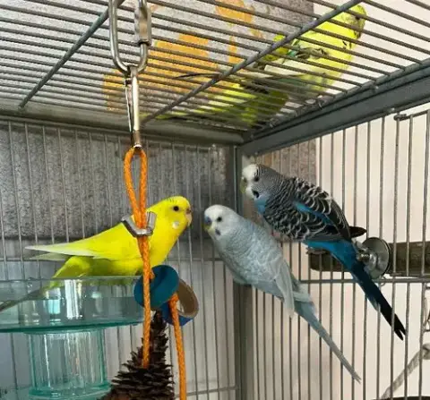 Rita Coco Bleu Kiwi Budge photo 2