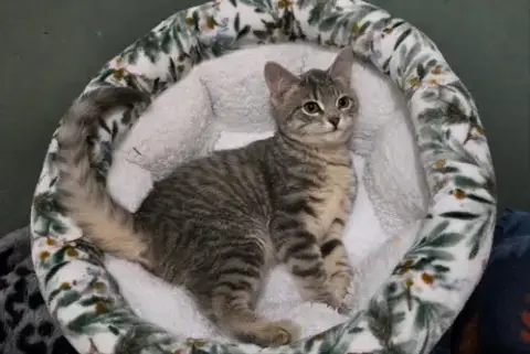 Rosie