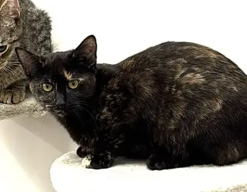 Kitten Bff Glamorous Galaxy photo 3