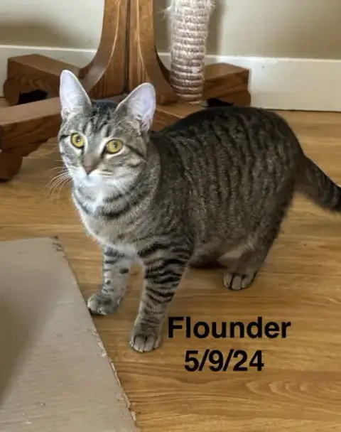 Flounder -The Fondy Fish Litter