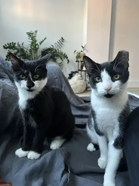 Comet And Starr