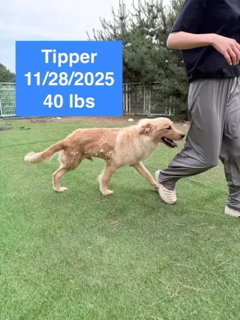 Tipper photo 2