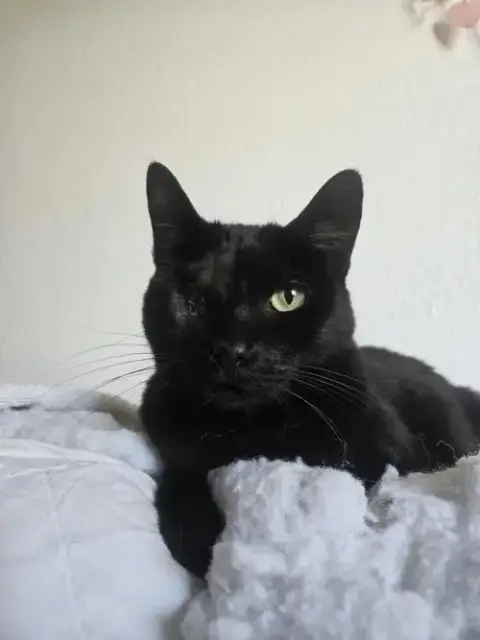 Uno Chan Fluffington