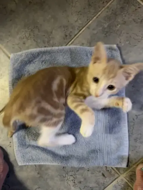Angelo