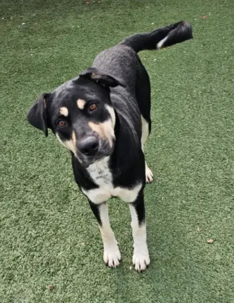 Waverly- $75 Adoption Fee! Diamond Dog! photo 4