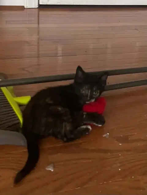 Bugatti