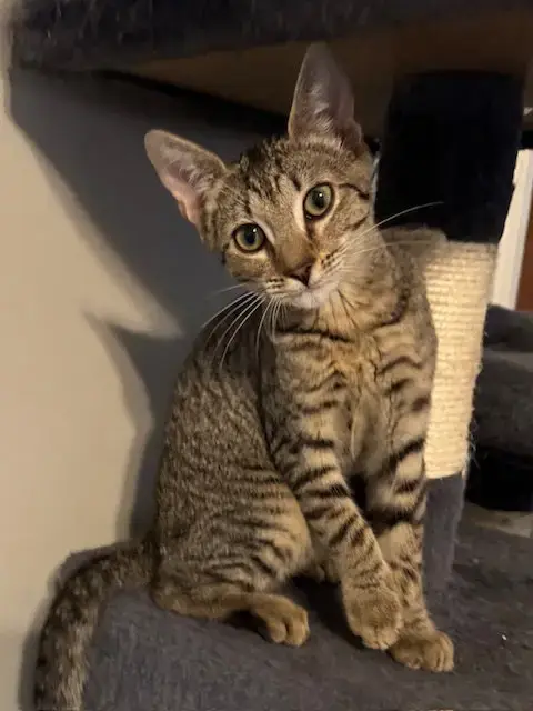 Leona