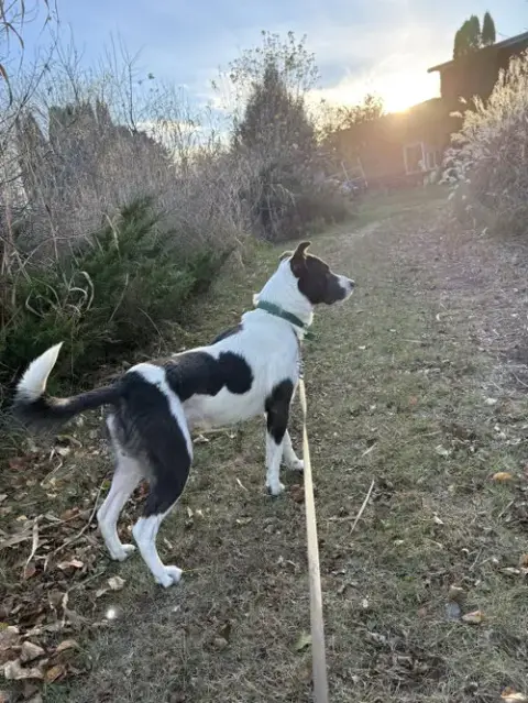 Bandit Blue photo 3