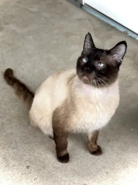 Hector