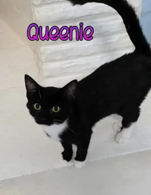 Queenie photo 4