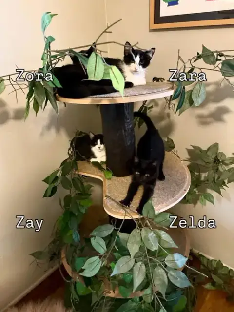 Zay photo 4