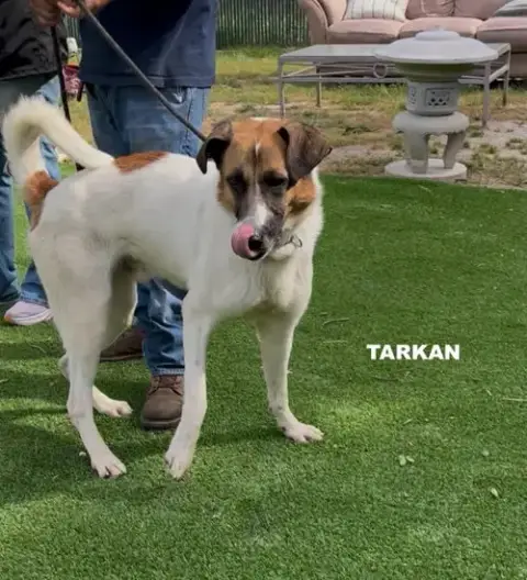 Tarkan photo 5