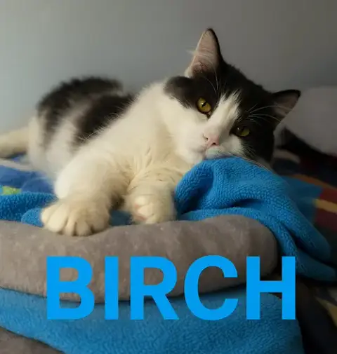 Birch