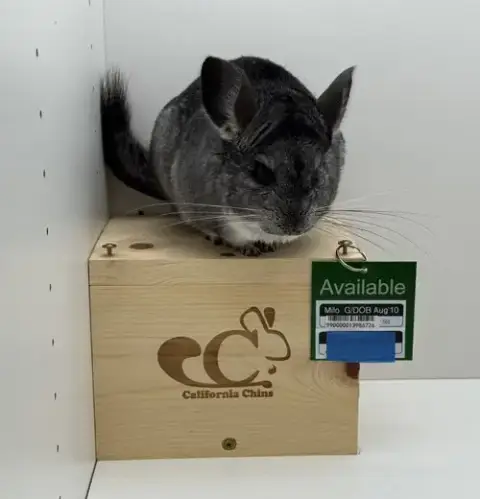 Milo photo 4