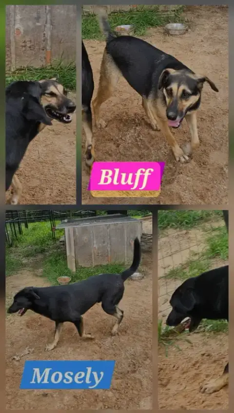 Bluff