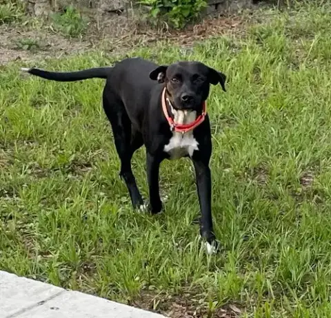 Betty Wiggles