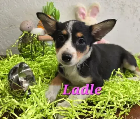 Ladle