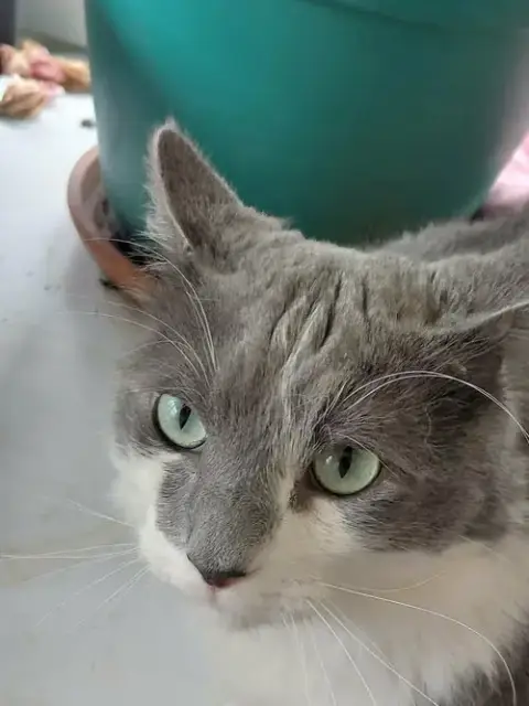 Oliver photo 2