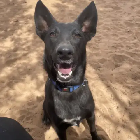 Mowgli