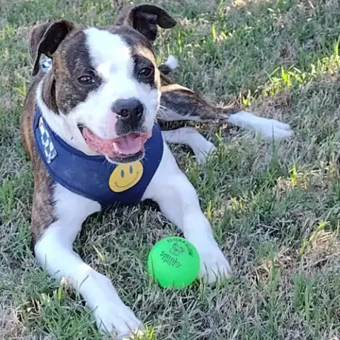 Tater photo 2