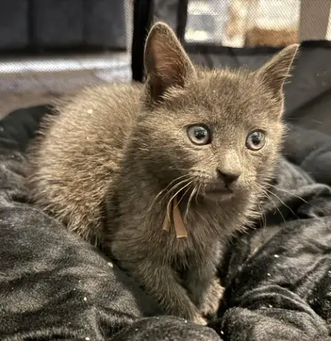 Charcoal Not At The Shelter photo 2