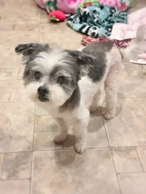 *Boq