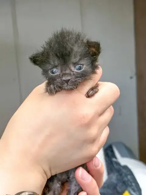 Nimbus photo 2