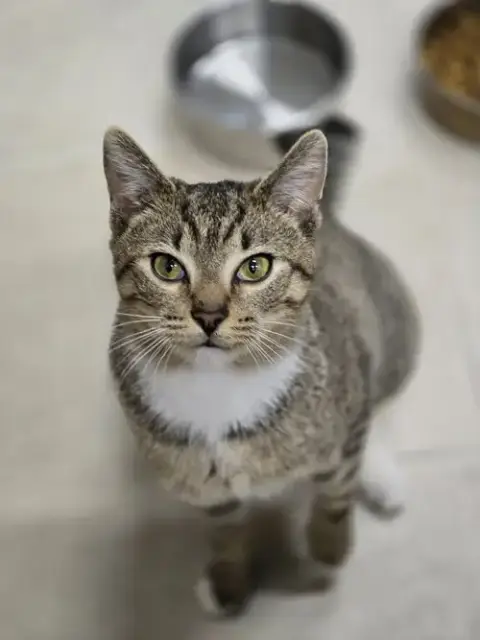 Kovu photo 3