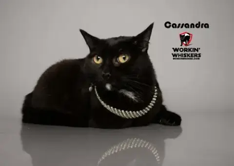 Cassandra