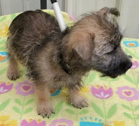 Scout photo 4