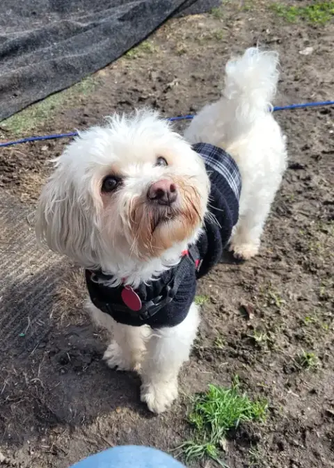 Bonnie