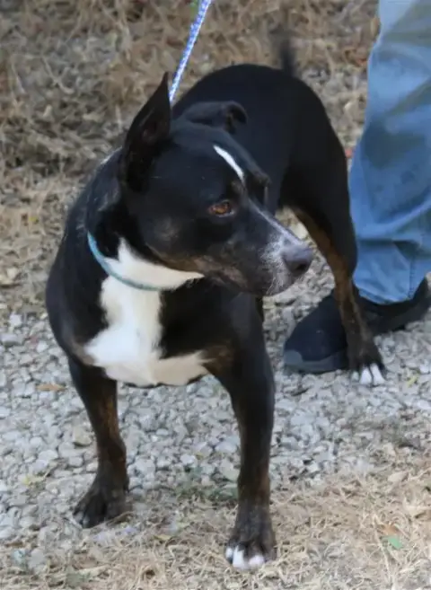 Brutus photo 4