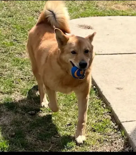 Oakley