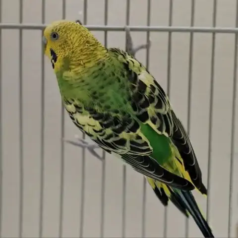Martini photo 3