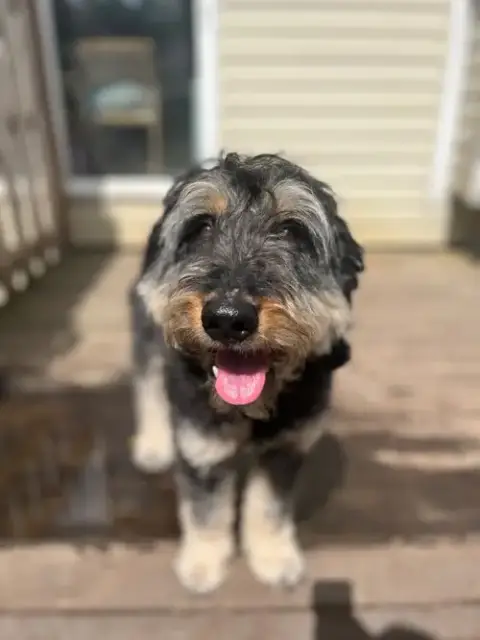 Odin photo 2